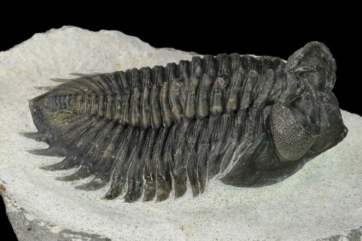 Coltraneia Trilobite Fossil - Huge Faceted Eyes #154339